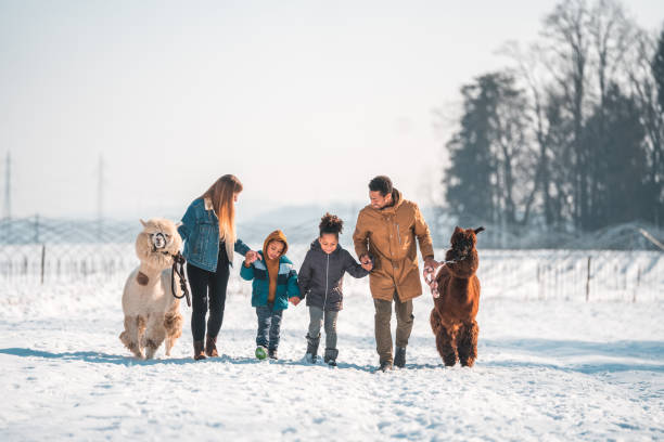 istock Winter Wonderland with Alpacas 1854499122