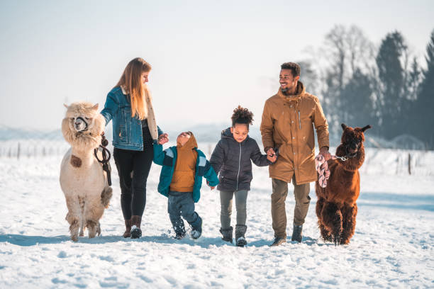 istock Family Bonding in the Snow with Alpacas 1854499126