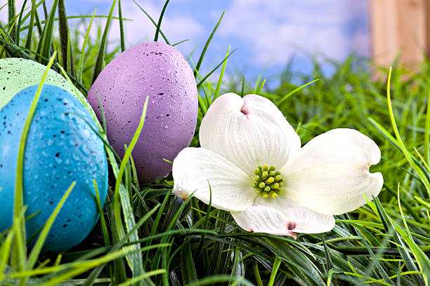 Colorful Easter eggs in grass with flowers stock photo