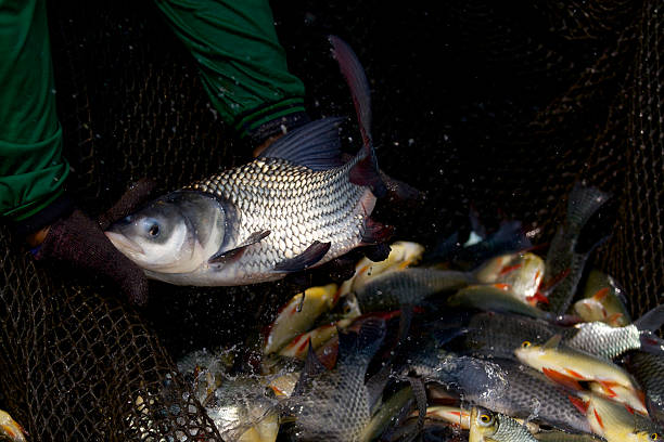 istock Thai Fishes in a Farmer's Hands 185450829