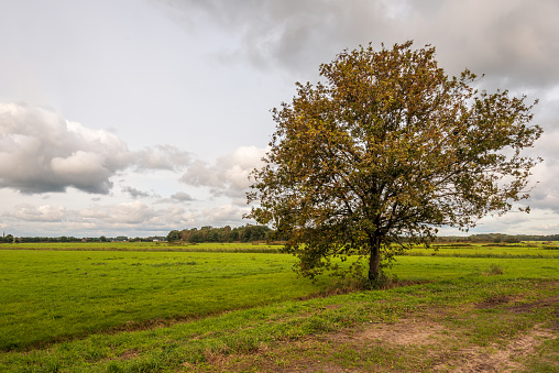Dutch polder landscape with grassland and a ditch. In the foreground is a large tree. It is autumn and the colors of the leaves are changing. The photo was taken in the province of North Brabant.