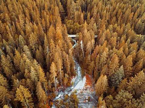 pattern of american forest from above