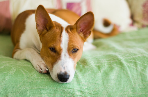 Indoor portrait of basenji dog lying at the bed and waiting for the master.