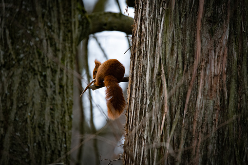 Squirrel sitting on a branch looking down towards the viewer.