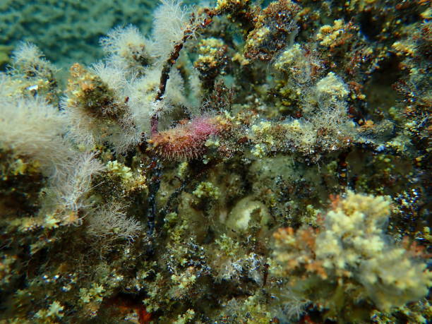 istock Marine algae Slender-beaded coral weed (Jania rubens) undersea, Aegean Sea 1854533971