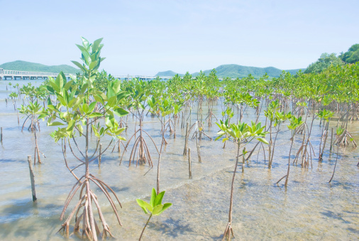 mangrove reforestation at mud beach
