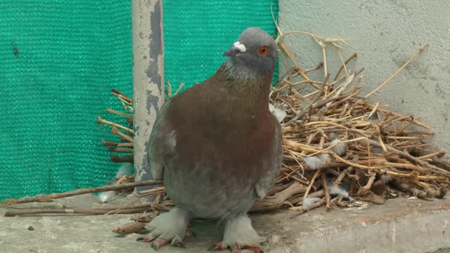 A common rock pigeon, Columba livia, also called a rock dove, stands and stares at the camera. The bird stands in front of it's flimsy nest made from sticks and straws.