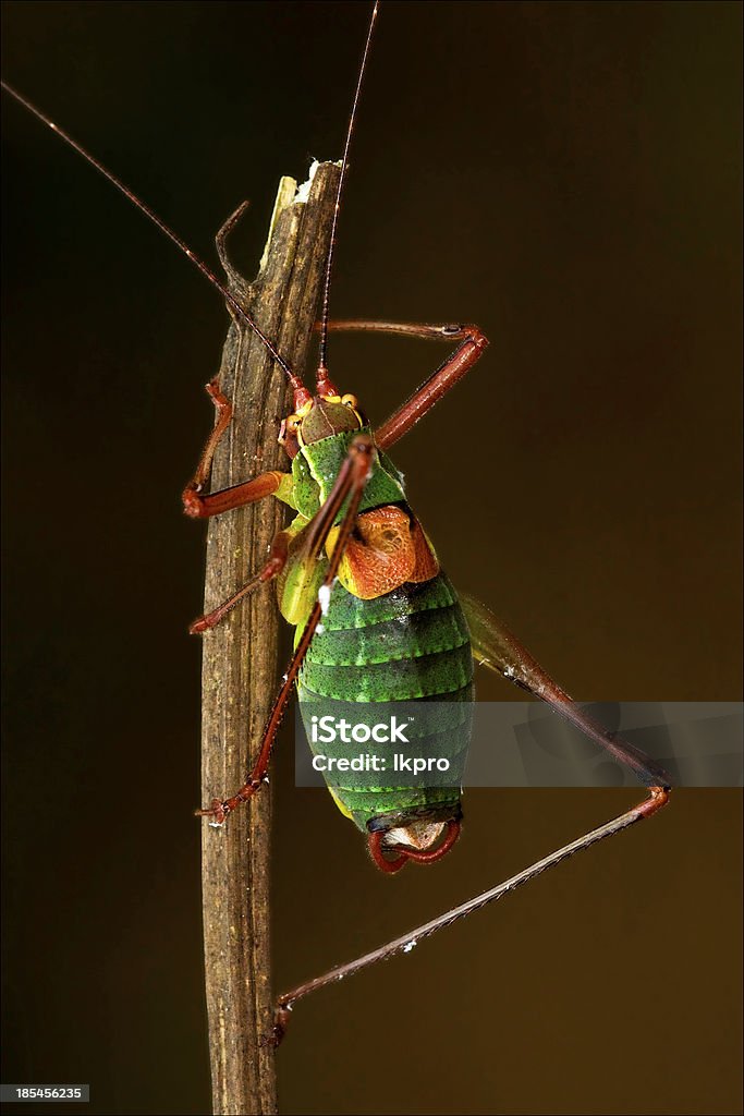 Nahaufnahme des Heuschrecke Tettigoniidae auf - Lizenzfrei Ast - Pflanzenbestandteil Stock-Foto