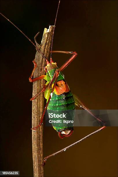 Plano Aproximado De Gafanhotos Tettigoniidae Em - Fotografias de stock e mais imagens de Acrididae - Acrididae, Arbusto, Branco