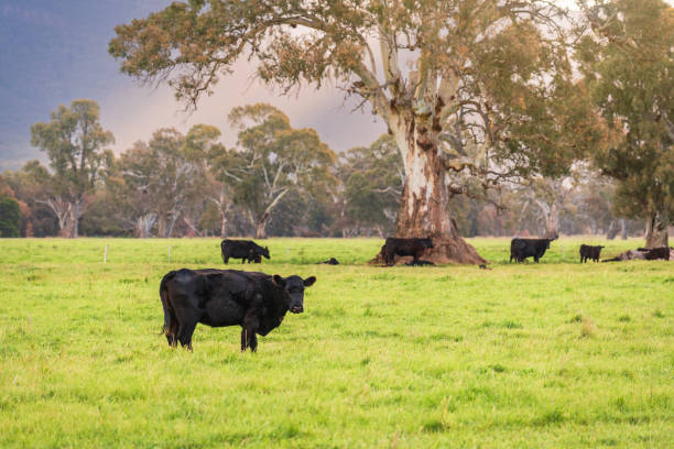 Cows grazing on a dairy farm in rural Victoria