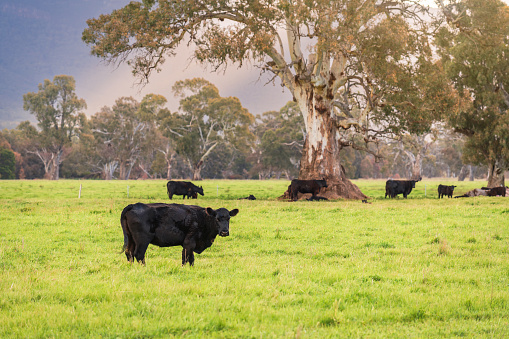 Cows grazing on a dairy farm in rural Victoria at sunset time after the rain, Australia