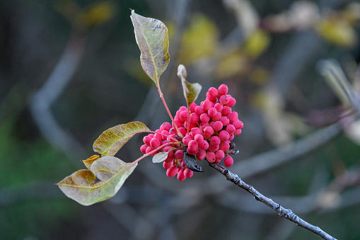 Close up shot of Cyprus turpentine Pistacia terebinthus berries