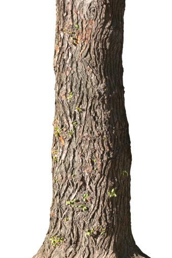 Viejo tronco de poplar photo