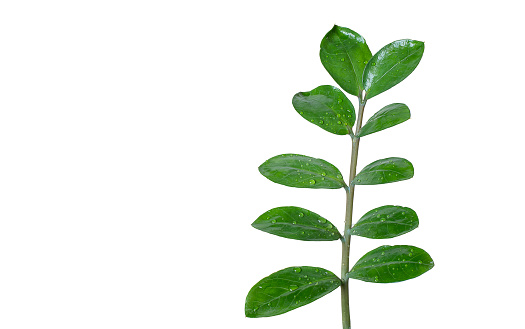 Branch with green leaves of the Zamioculcas plant. Isolate on white. PNG file available