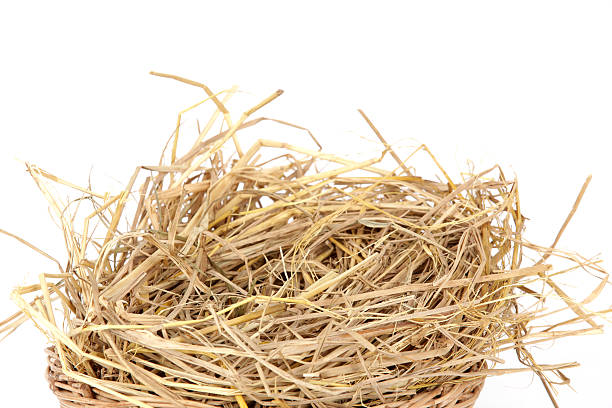 istock pile of straw on a white background 185458439