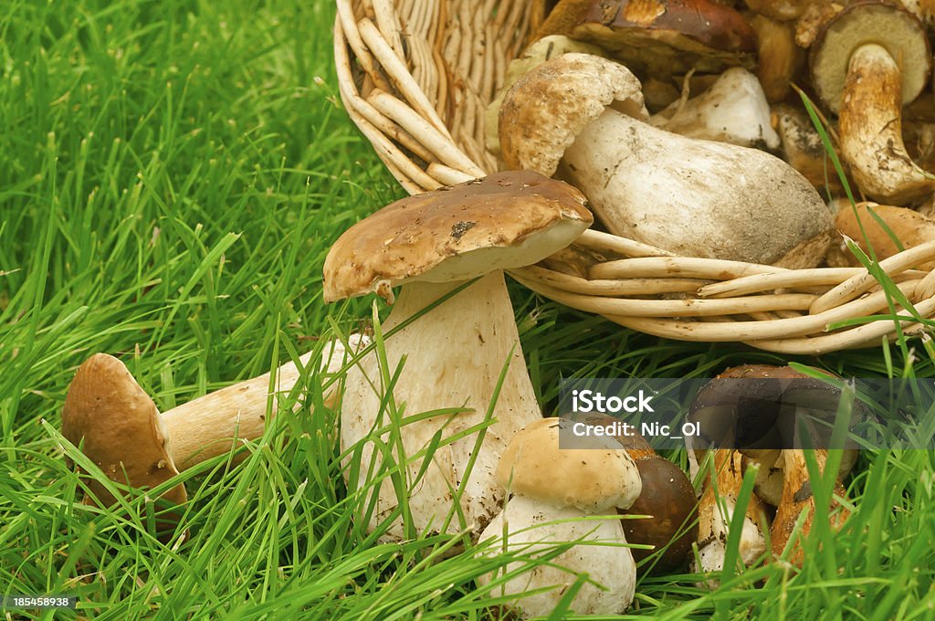 Dans un panier de champignons - Photo de Bolet libre de droits