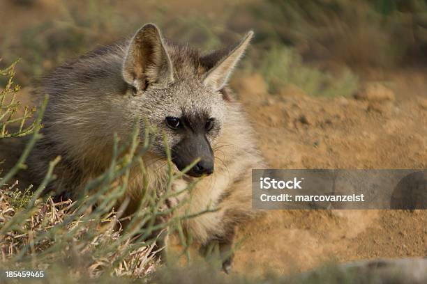 Photo libre de droit de Protèle Allongezvous Sur Le Sol banque d'images et plus d'images libres de droit de Afrique - Afrique, Animaux de safari, Faune