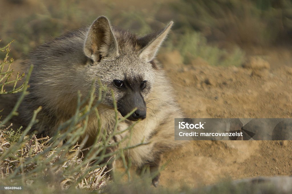 Protele crestato Sdraiati a terra - Foto stock royalty-free di Africa