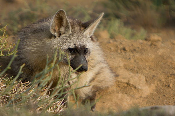 Aardwolf laying on the ground stock photo