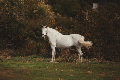 White horse grazing on a field in late autumn