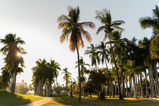 Copy space of silhouette tropical palm tree with sun light , summer vacation and nature travel adventure concept.