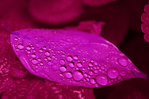 Pop Art Surreal Style of Gradient Purple Colored Plant Leaf with Water Droplets