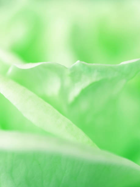 Closeup the partial gorgeous blooming mint green rose