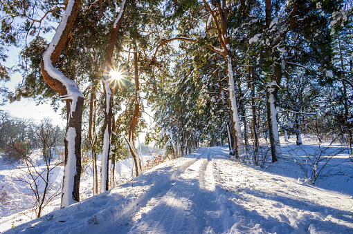 A serene winter scene capturing a forest pathway blanketed in snow. The pine trees, adorned with snow caps, stand tall as sunbeams filter through their crowns