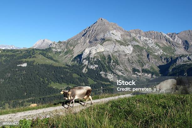 Raetisches Grauvieh Stockfoto und mehr Bilder von Agrarbetrieb - Agrarbetrieb, Alpen, Berg