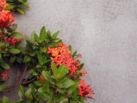 Red ixora flower on cement background