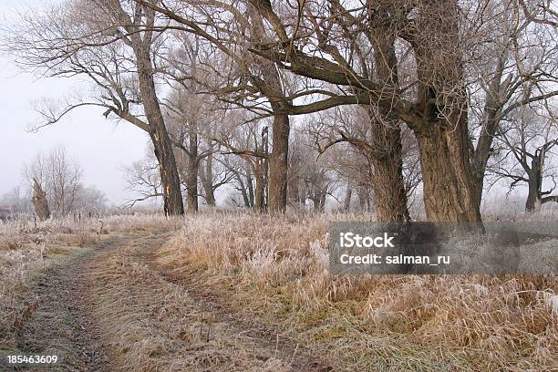 Foto de A Chegada De Inverno e mais fotos de stock de Amarelo - Amarelo, Bosque - Área arborizada, Cena Rural