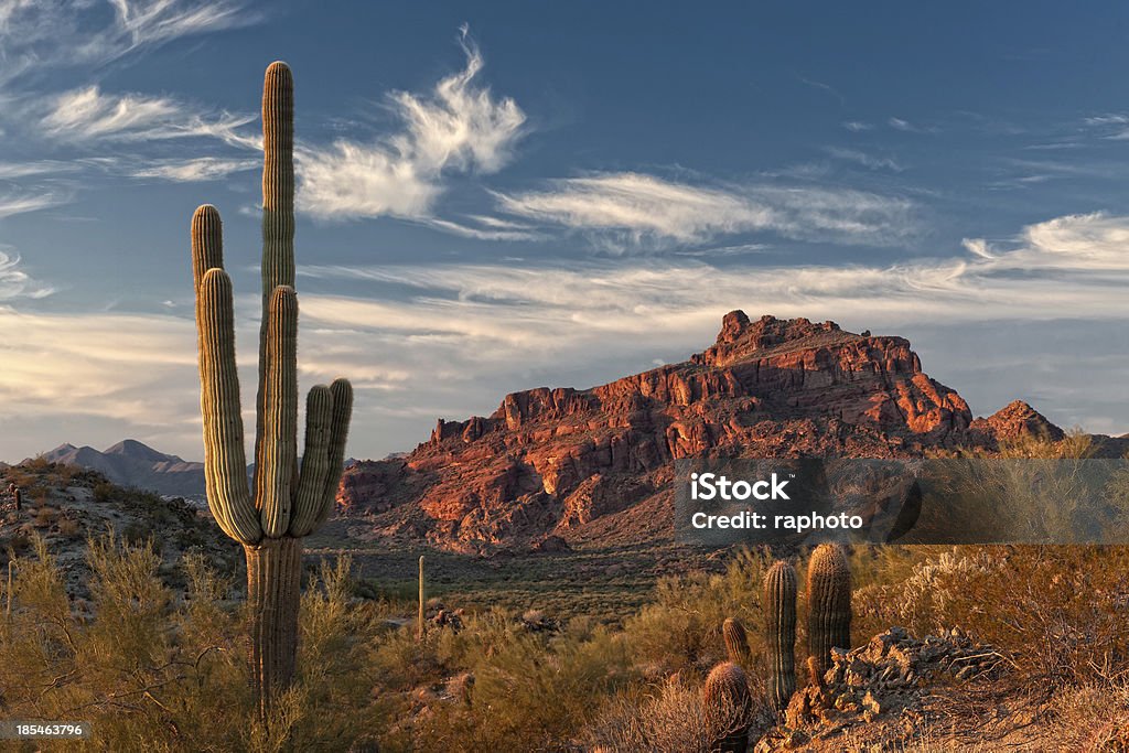 Red Mountain and Saguaro Cactus The setting sun creates a stunning lightshow on Red Mountain and the Sonoran Desert near Phoenix, Arizona. Cactus Stock Photo