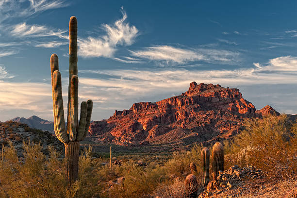 Red Mountain and Saguaro Cactus The setting sun creates a stunning lightshow on Red Mountain and the Sonoran Desert near Phoenix, Arizona. cactus stock pictures, royalty-free photos & images