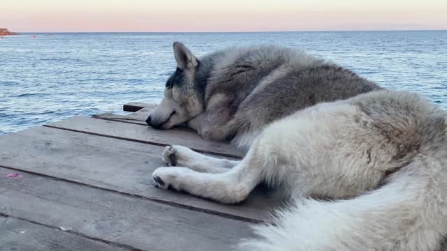 Cute husky dog resting on the wooden pier by the sea