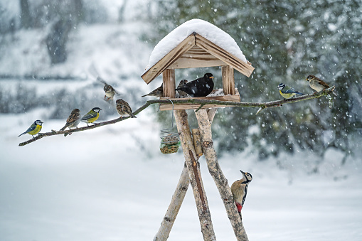 Sparrows, tits, blackbird and a woodpecker at a bird feeder house in the snow, winter feeding for wild birds in the garden, copy space, selected focus, narrow depth of field