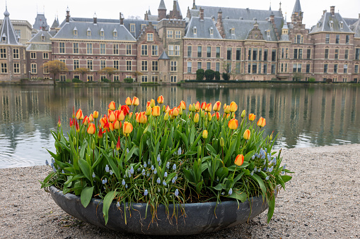 The Hague, Netherlands - April 17, 2023:  A flower bed with blooming tulips in front of Binnenhof - Dutch Parliament with Hofvijver pond, The Hague, The Netherlands;