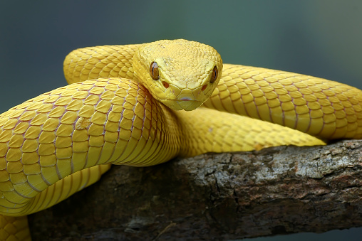 Pet Python on a Black Background