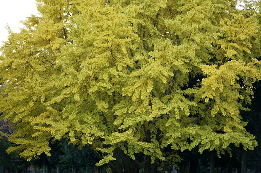 Ginkgo tree with yellow leaves