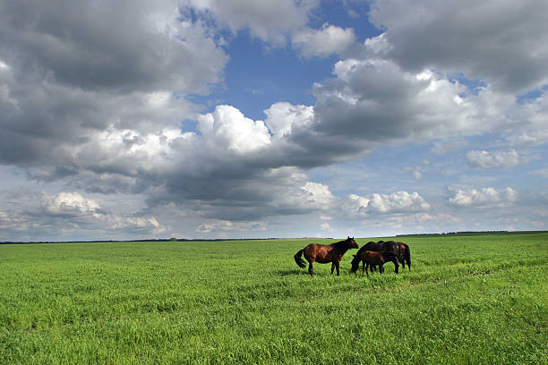 istock Horses in the meadow 185467464