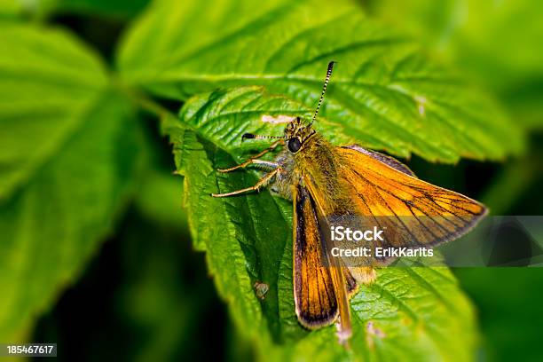 Retrato De Uma Borboleta - Fotografias de stock e mais imagens de Animal - Animal, Ao Ar Livre, Assustador