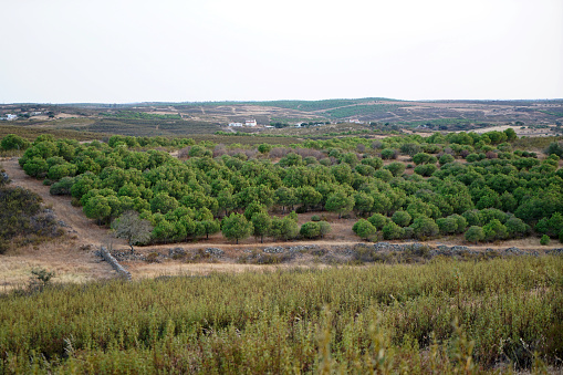 Alentejo is the hottest and driest area in Portugal