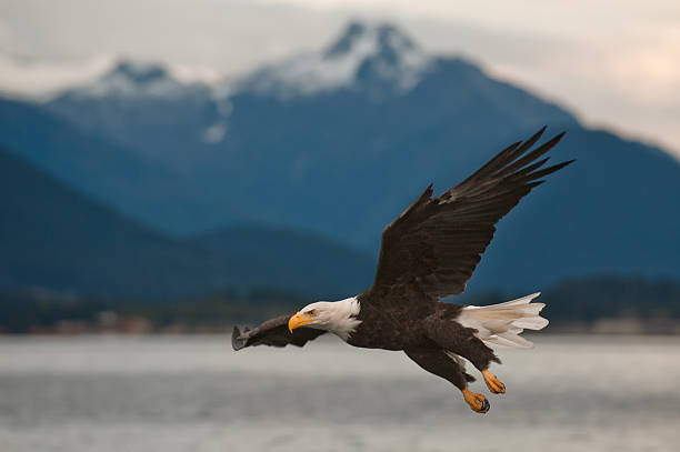 Bald Eagle on Approach stock photo
