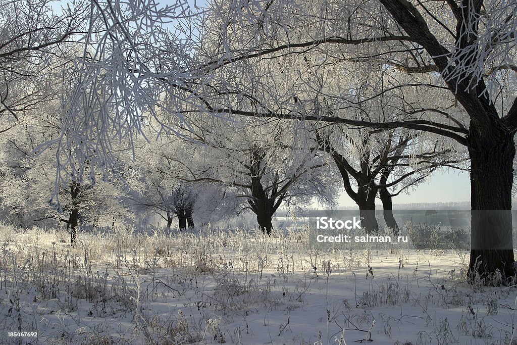 paesaggio invernale - Foto stock royalty-free di Albero