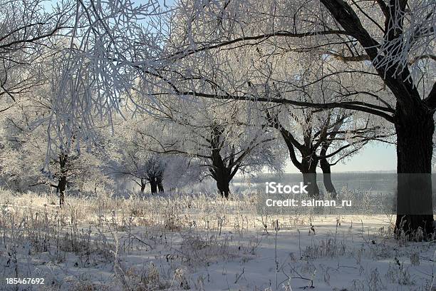 Paesaggio Invernale - Fotografie stock e altre immagini di Albero - Albero, Ambientazione esterna, Bianco