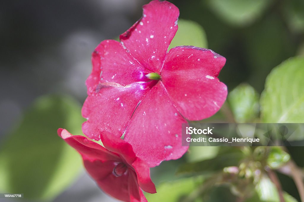 Fiore rosa - Foto stock royalty-free di Ambientazione esterna