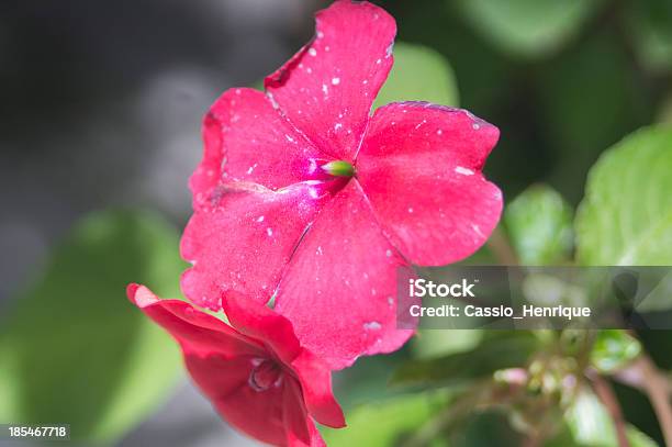 Fiore Rosa - Fotografie stock e altre immagini di Ambientazione esterna - Ambientazione esterna, Bagnato, Bellezza
