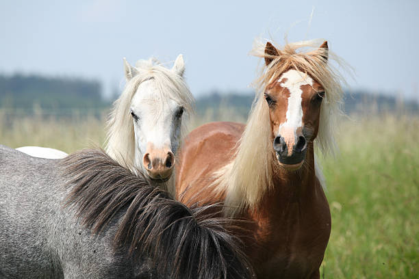 istock Young ponnies on pasturage 185467872