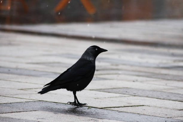 Jackdaw on a roof with plant material for its nest