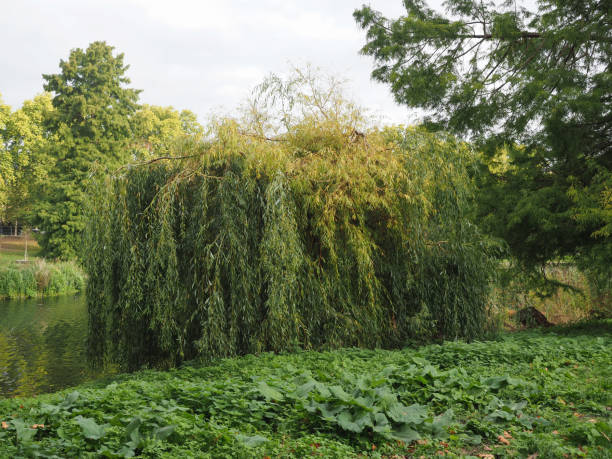 istock St James's Park in London 1854695963