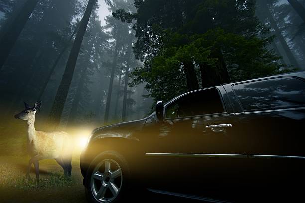 Road through the pine forest with a car, the sunlight shines through the tall trees.